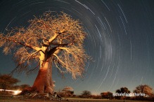 Baobab tree at one of the campsites at Lekhubu Island